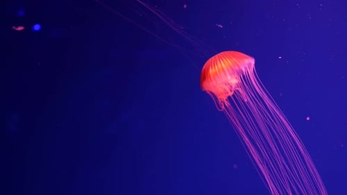 Orange Jellyfish Drifting in Deep Blue Sea