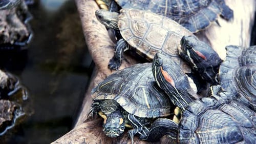 Animal Reptile Aquatic Water Turtle in a Water Pool