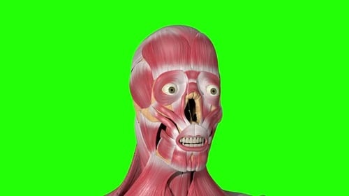 Animated 3D Human Head Muscles Anatomy with Green Screen