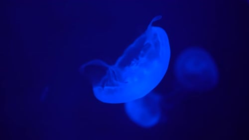 Glowing Bioluminescent Jellyfish Floating in the Dark Ocean