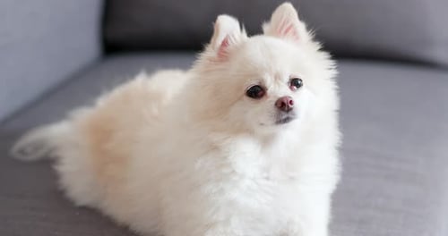 Cute White Dog Lounging on a Couch