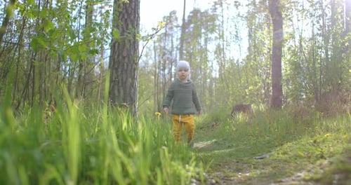 A Boy Walks on Camera on a Forest Trail on a Sunny Day. Stedikam Shot. Camera Moves in the Woods