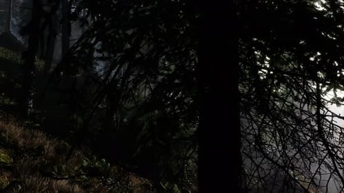 Calm Moody Forest in Misty Fog in the Morning