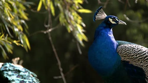 Peacocks in Nature with Vibrant Blue Plumage