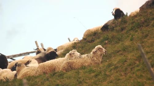 Manada de ovelhas de fazenda gratuitas pastando no campo