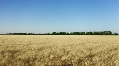 Top View of a Wheatfield