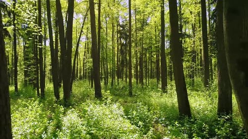 Flying Between the Trees in the Spring Forest