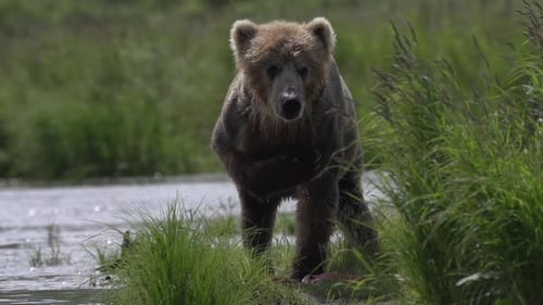 a brown bear in Alaska