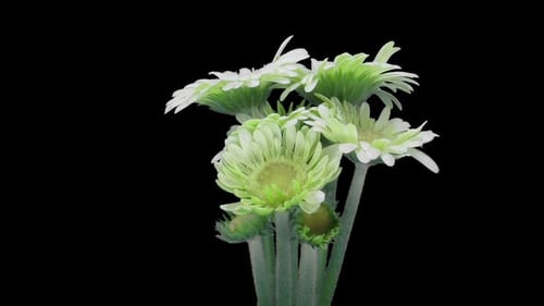 Green Flowers Blooming on Black Background
