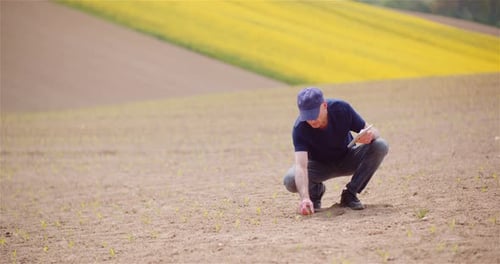 Agronomist Working on Tablet at Young Corn Field