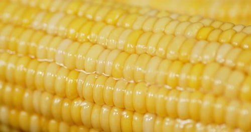 Fresh Corn Falling Water Drops.