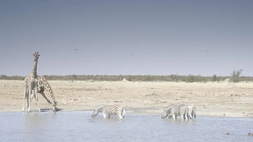 Zebras and Giraffe at a Waterhole