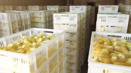 Baby Chicks Packaged in Crates on Farm