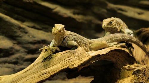 Two Iguanas Crawling on A Piece of Wood