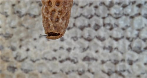 |European Honey Bee, apis mellifera, Emergence of a Queen, Bee Hive in Normandy, Real Time 4K