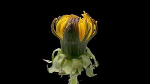 Zeitraffer von Blumen-Löwenzahn auf Schwarz