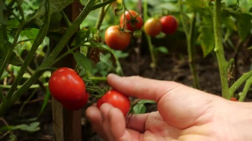 Der Landwirt erntet frische reife Tomaten und hinterlässt grüne Tomaten auf der Pflanze, um zu reifen. Handpickel für Männer