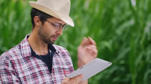 Farmer Works in a Corn Field Uses a Tablet