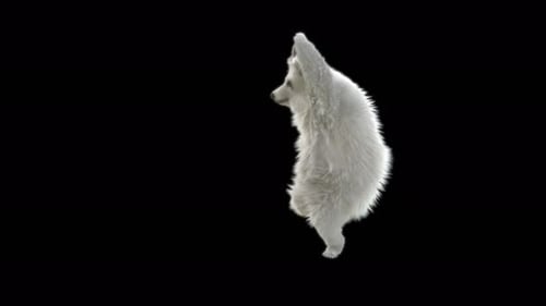148 Bear Dancing 4K