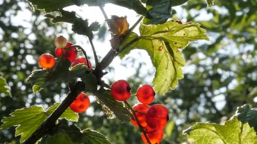 Plante Ribes rubrum saine DOF peu profonde 4K 2160p 30 images par seconde, images par seconde, images en UltraHD - La groseille arbustive à feuilles caduques