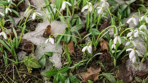Snow Melting and Snowdrop Flower Blooming in Spring Forest