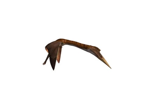 3D Animated Pteranodon Flying Creature on White Background