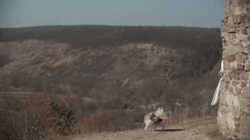 Dog on Leash Walks near Old Stone Wall