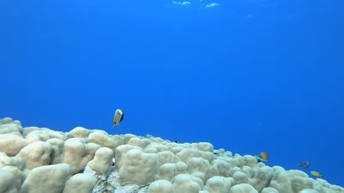 Marine Coral Colorful Garden