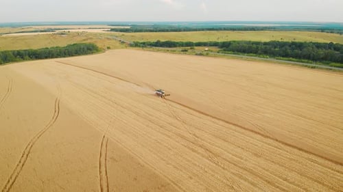 Aerial View Harvester Working in the Field. Combine Harvester Agricultural Machine Collecting Golden