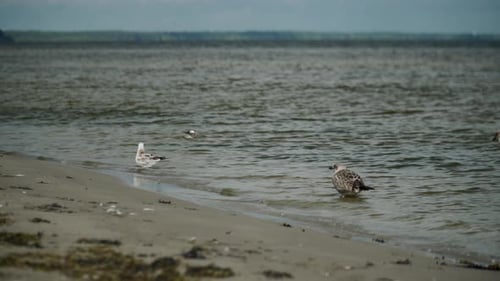 Seagulls And Sea Birds On The Shore