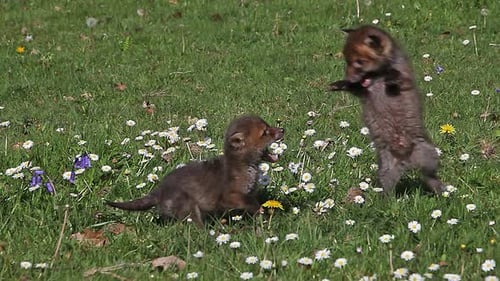 Playful Fox Cubs Wrestle in a Daisy Meadow