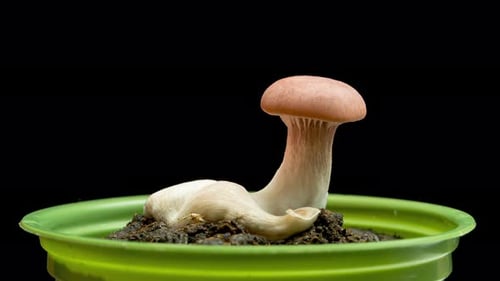 Mushroom Growth Time-Lapse in a Green Pot