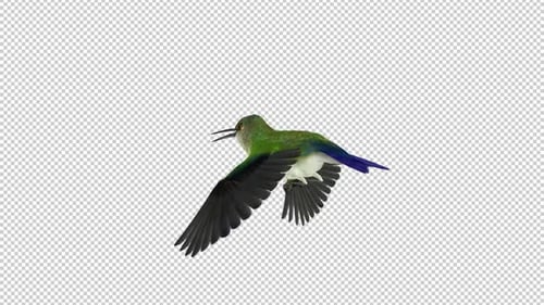 Sunangel Hummingbird - Fliegende Schleife - Back Angle CU - Alpha-Kanal