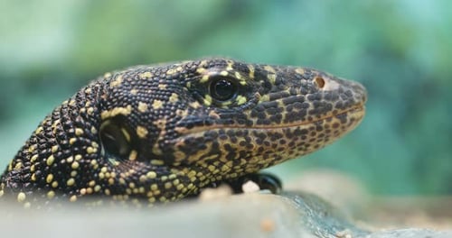 Lizard