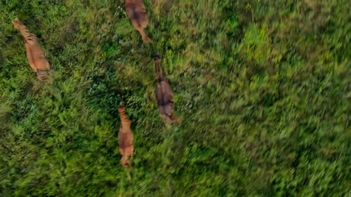 Wild Horses Running Wild Mustangs Run on the Beautiful Green Grass Dust From Under the Hooves
