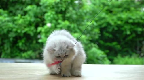 Cute Fluffy Kitten Playing with Toy on Table