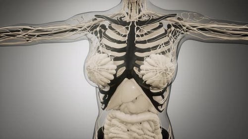 3D Animation of Female Human Anatomy with Organs and Veins