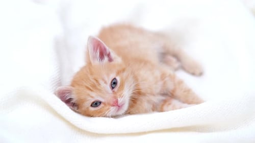 Sleepy Kitten Resting on White Blanket
