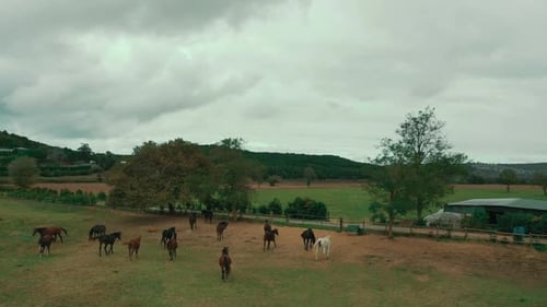Pferdefarm und Landschaft