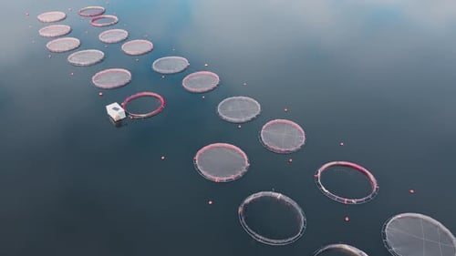 Aerial view of fish farm with lots of fish enclosures on cages