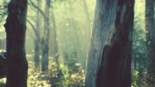 Rayons de soleil dans une forêt brumeuse en automne