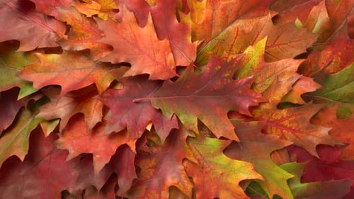 Colorful Fall Leaves in Close Up Still Shot
