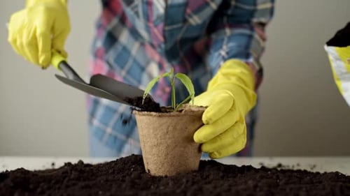 Woman Hands in Yellow Gloves Transplanting Plant