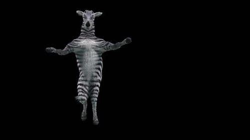 Animated Realistic Zebra Dancing Loop