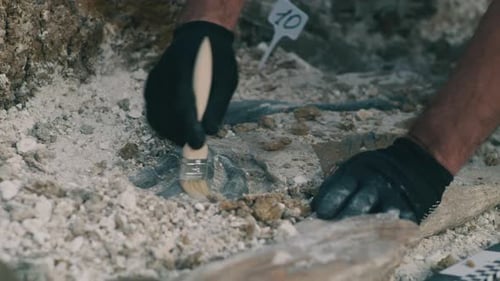 Crop Man Digging Out Dinosaur Bones