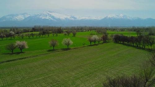 Spring Field