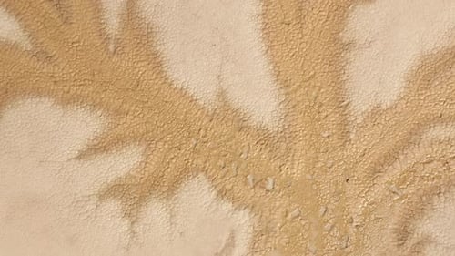 Wild Nature Outdoor Adventure, Tree-shape on the Dry Surface of the Death Valley