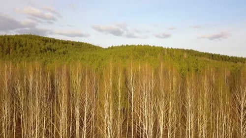 Nature Forest