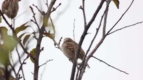 Spatzenvögel ruhen tagsüber auf blattlosen Zweigen einer Pflanze