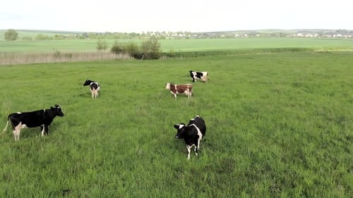 Aerial View of Cows on a Farm. Group of Cows Calmly Walking and Chewing Grass on a Bright Green